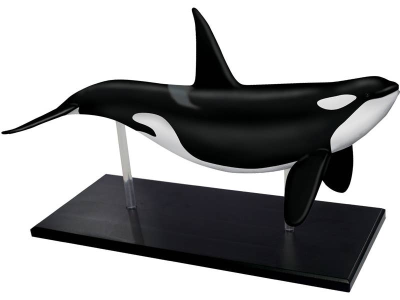 4D Orca