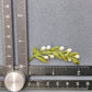 PEARL LEAF