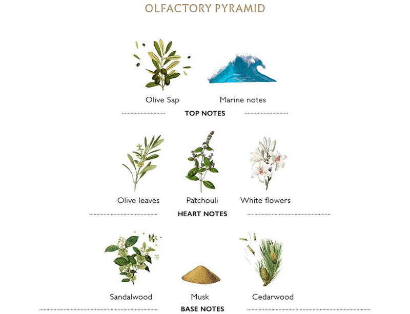 L'OLIVIER FACIAL CREAM