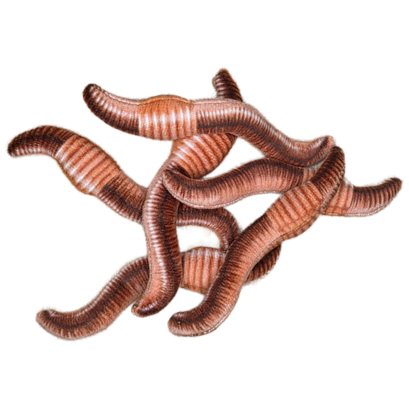 Brown worms on a white background