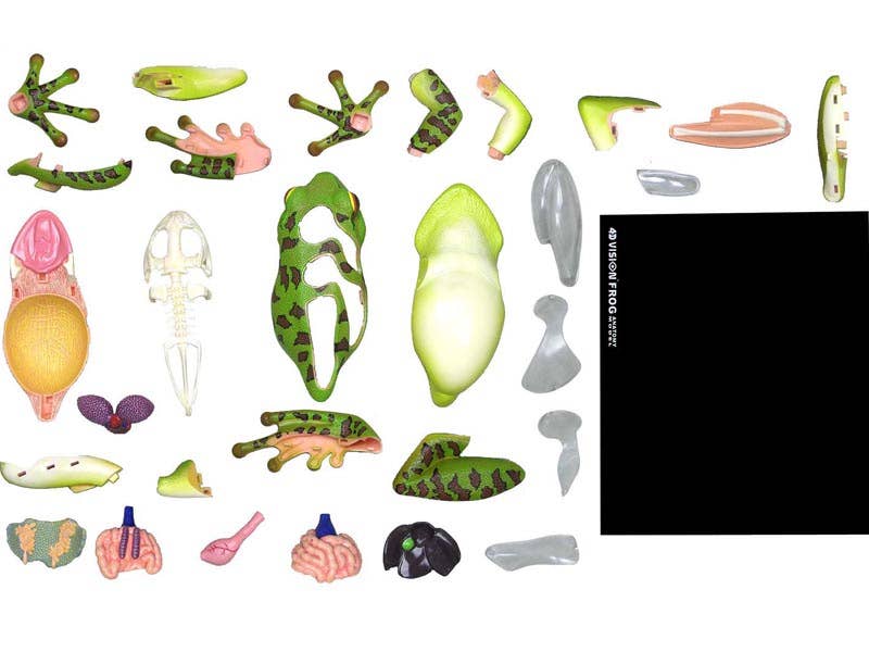 4D Vision Frog
