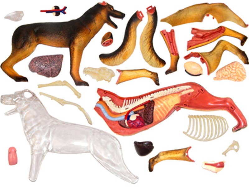 4D German Shepard Dog