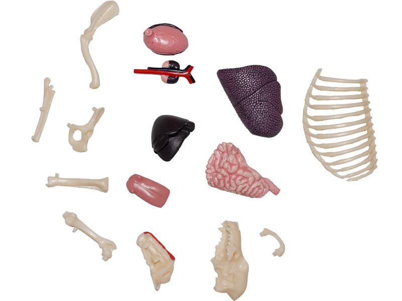 4D German Shepard Dog