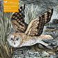 Puzzle, Marsh Owl
